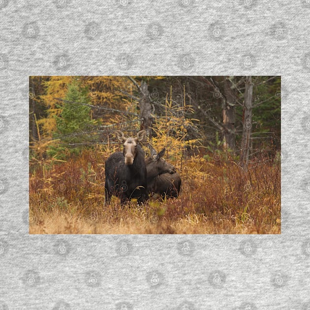 Moose - Algonquin Park, Canada by Jim Cumming